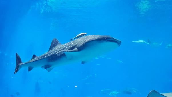 沖縄美ら海水族館の大水槽