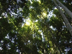 鎌倉・報国寺の竹林（関東のお寺パワースポット）
